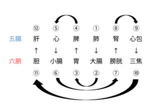 正経十二経脈の流注の簡単な覚え方!五臓六腑と三陰三陽でわかりやすく解説! 経絡経穴概論 試験対策