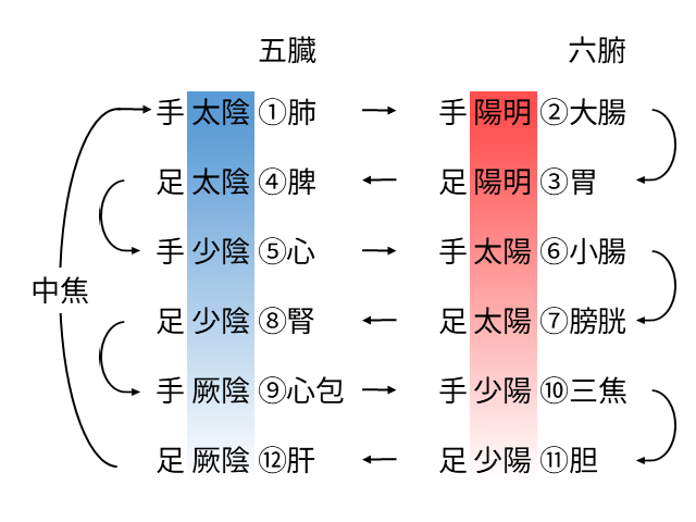 正経十二経脈の流中。中焦から手の太陰肺経をスタートし、足の少陽胆経までを流れとします。