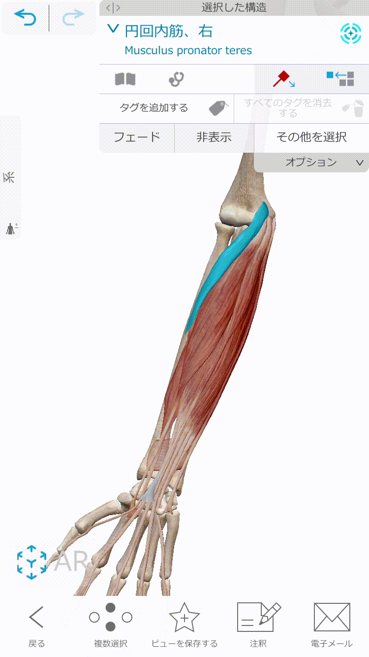 図で簡単理解 前腕の屈筋群の筋肉 神経 作用の学生向け覚え方 解剖学