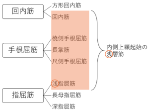 図で簡単理解！前腕の屈筋群の筋肉・神経・作用の学生向け覚え方│解剖学