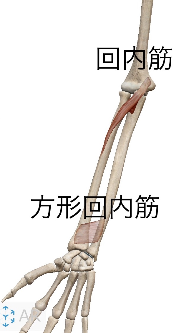 図で簡単理解！前腕の屈筋群の筋肉・神経・作用の学生向け覚え方│解剖学