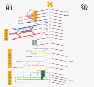 頸・腕・腰・仙骨 神経叢の簡単覚え方！イラストと筋肉でわかりやすく理解！解剖学