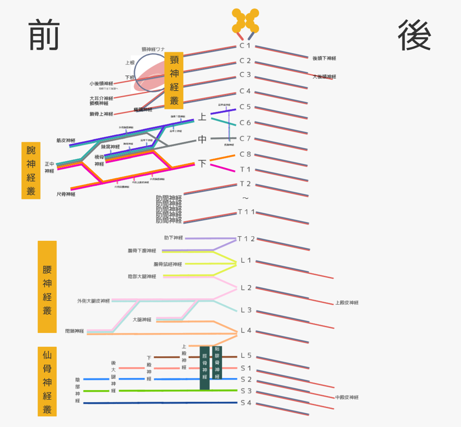 頸 腕 腰 仙骨 神経叢の簡単覚え方 イラストと筋肉でわかりやすく