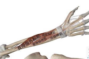 図で簡単理解！前腕の伸筋群の筋肉・神経・作用の学生向け覚え方│解剖学