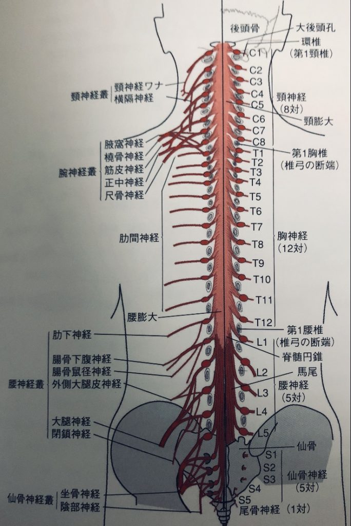 頸 腕 腰 仙骨 神経叢の簡単覚え方 イラストと筋肉でわかりやすく理解 解剖学