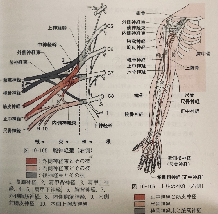頸 腕 腰 仙骨 神経叢の簡単覚え方 イラストと筋肉でわかりやすく理解 解剖学