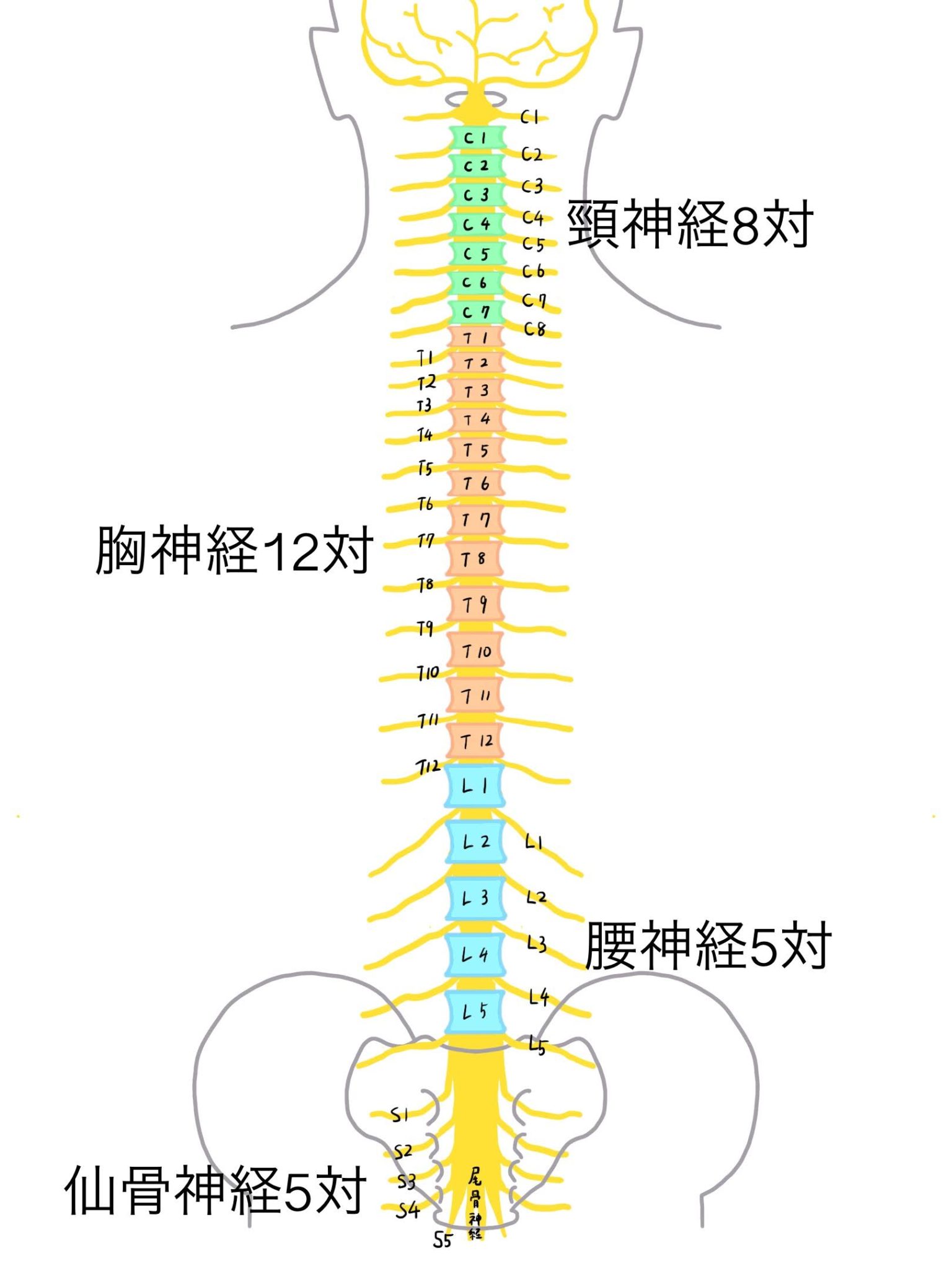 頸・腕・腰・仙骨 神経叢の簡単覚え方！イラストと筋肉でわかりやすく理解！解剖学