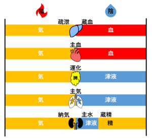 東洋医学概論│複雑な五臓六腑の陰陽虚実病証を徹底アニメ図解!気血津を見える化