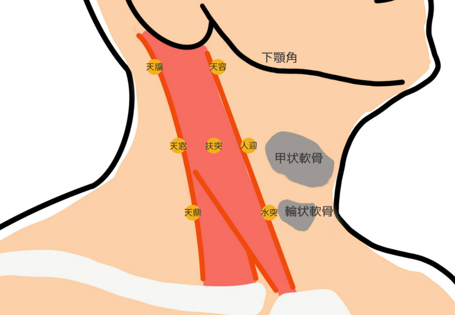 胸鎖乳突筋の経穴の簡単な覚え方 甲状軟骨 輪状軟骨 下顎角の高さ 前縁 後縁の位置が分かる 経絡経穴概論