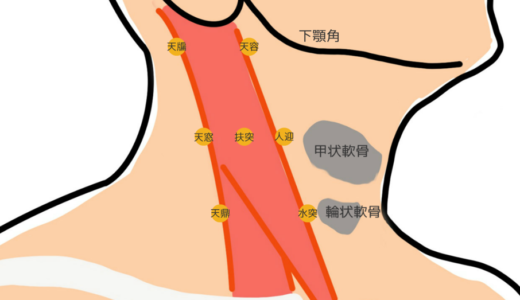 胸鎖乳突筋の経穴の簡単な覚え方！甲状軟骨・輪状軟骨・下顎角の高さ、前縁・後縁の位置が分かる│経絡経穴概論