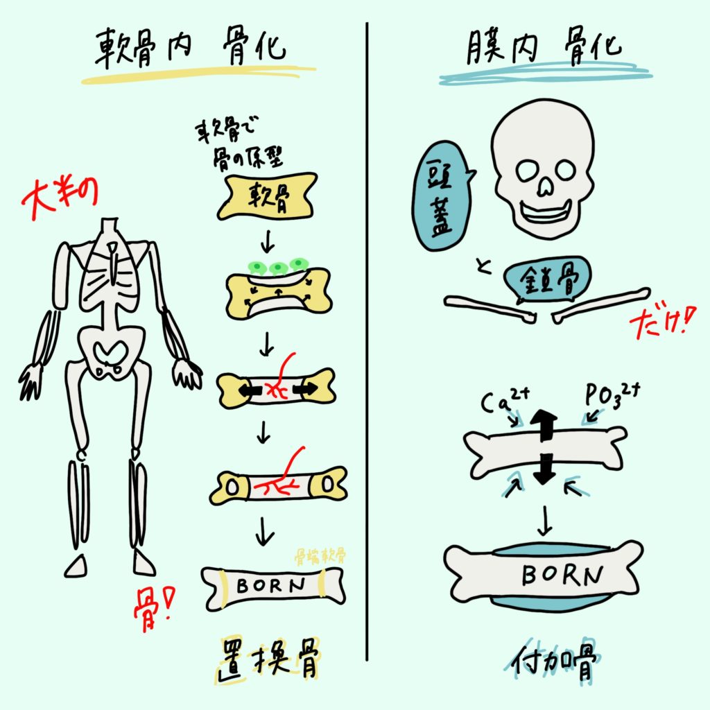 膜性骨