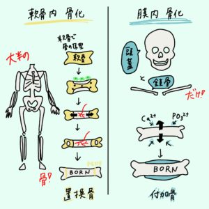 学生向けカラフル図解！骨の組織、骨化、形状、軟骨について 国家試験対策も│解剖学