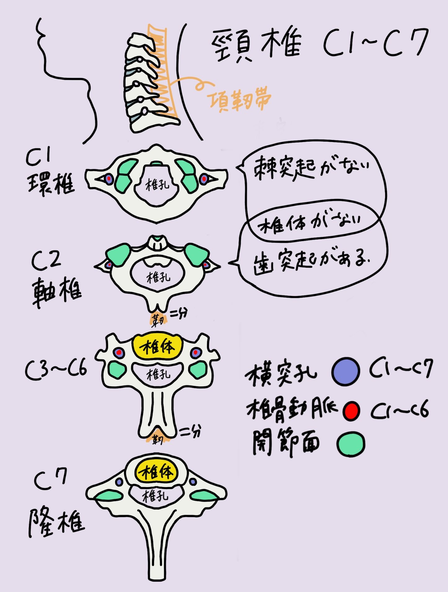 学生向けカラフル図解！脊椎骨(頸椎・胸椎・腰椎・仙椎)について 国家試験対策も│解剖学