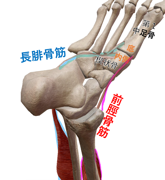 下肢下腿の筋肉 支配神経 作用 内反or外反 底屈or背屈 の学生向け覚え方 解剖学