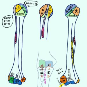 上腕骨、橈骨、尺骨、手の骨の学生向けカラフル図解！ 国家試験対策も│解剖学