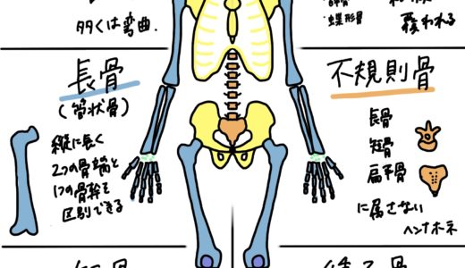 学生向けカラフル図解！骨の組織、骨化、形状、軟骨について 国家試験対策も│解剖学