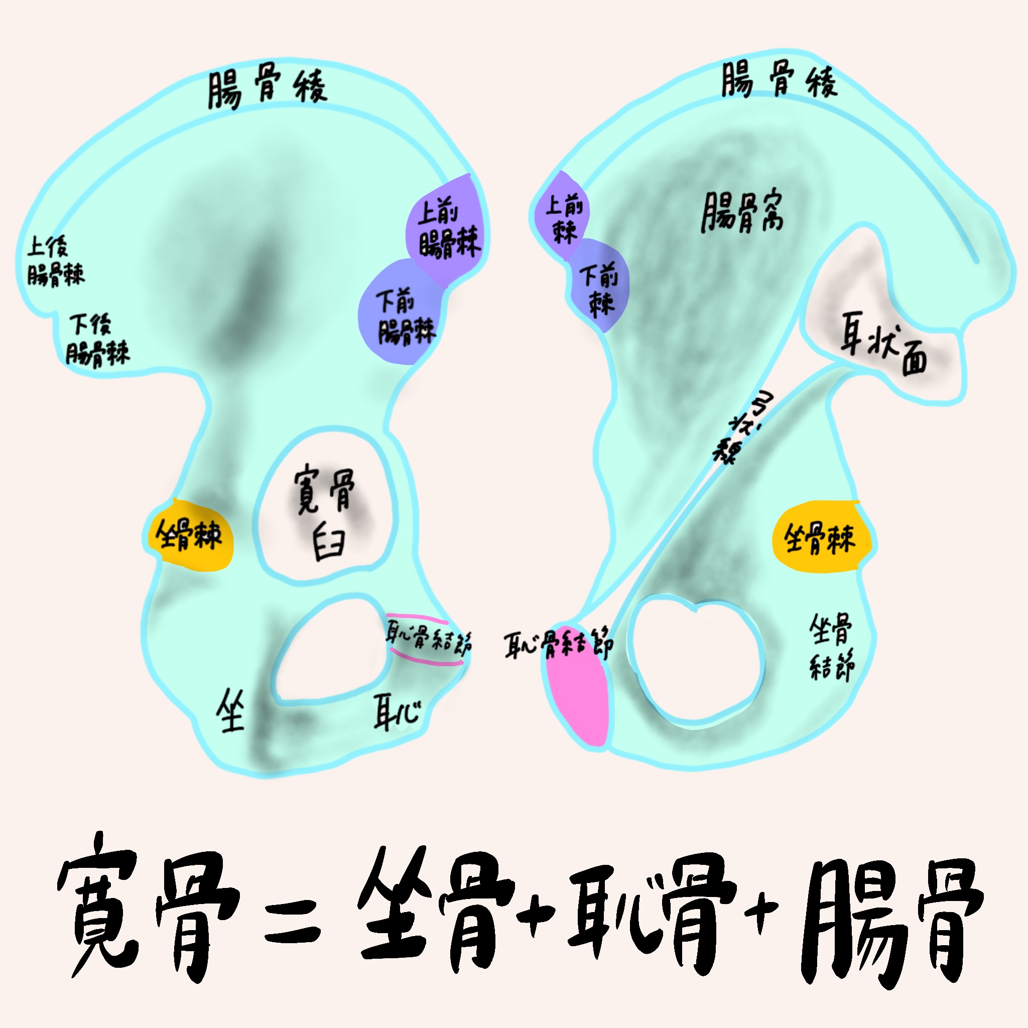 寛骨解剖: 骨盤の下半部を占める左右一対の骨 – FBZDK