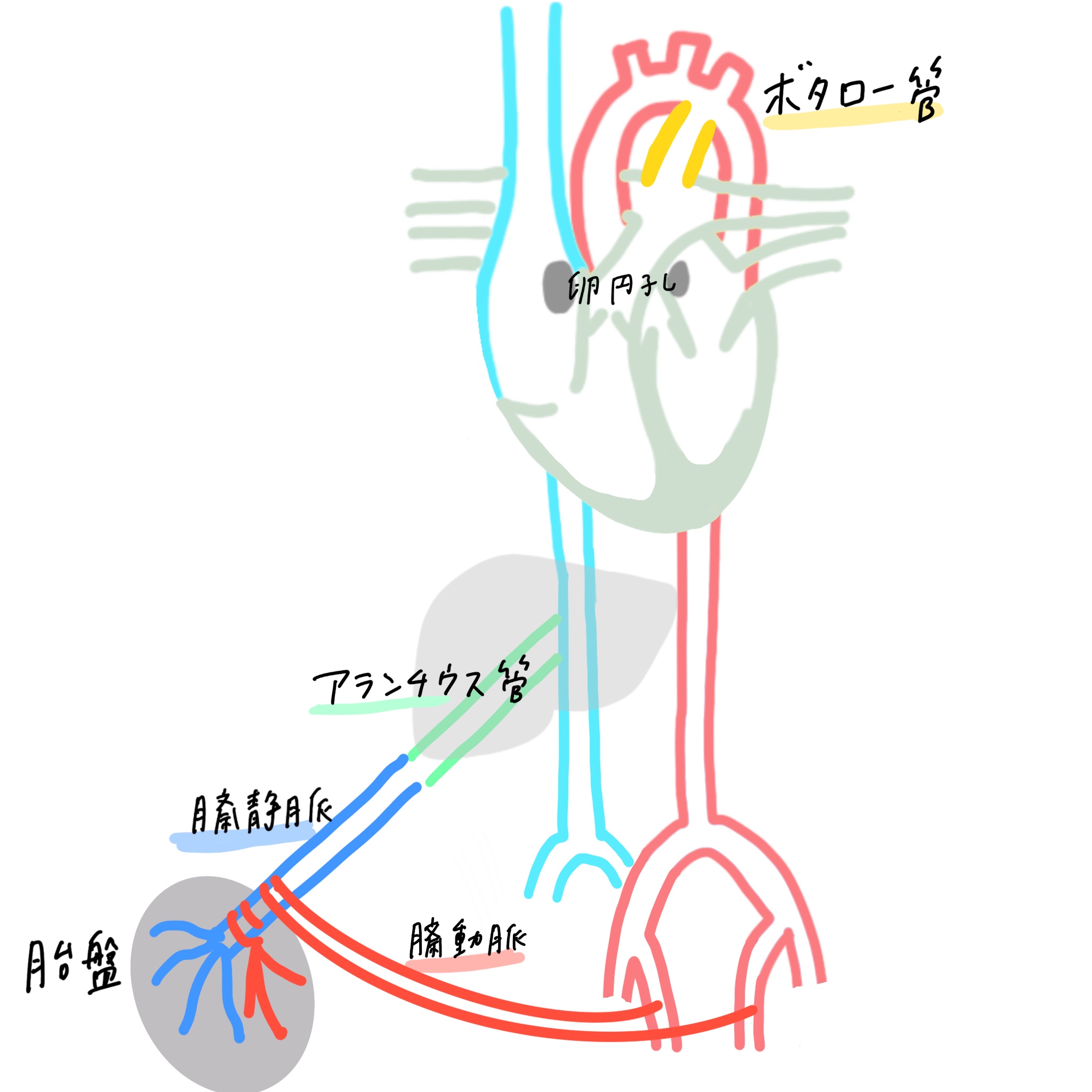 胎児循環 動脈管 静脈管 卵円孔 簡単覚え方 図でわかりやすくアニメ化理解 解剖学