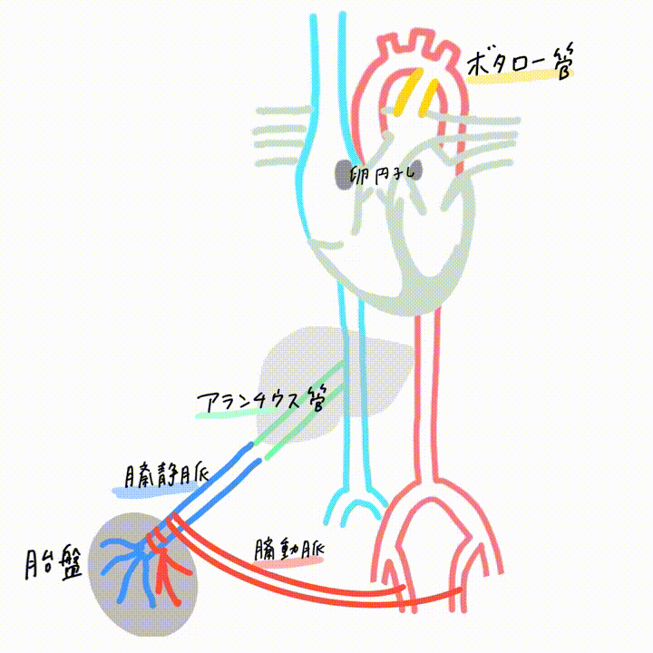 胎児循環 動脈管 静脈管 卵円孔 簡単覚え方 図でわかりやすくアニメ化理解 解剖学