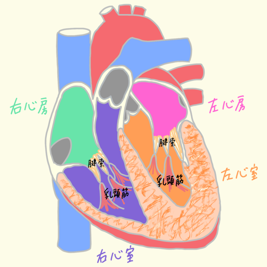 動脈の分岐 ゴロ 簡単覚え方 イラストとアニメでわかりやすく理解 解剖学