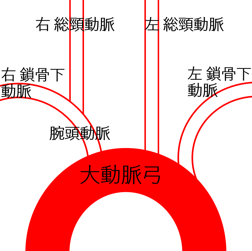 動脈 静脈の分岐 ゴロ 簡単覚え方 イラストとアニメでわかりやすく理解 解剖学