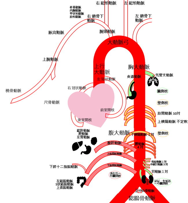 動脈 静脈の分岐 ゴロ 簡単覚え方 イラストとアニメでわかりやすく理解 解剖学