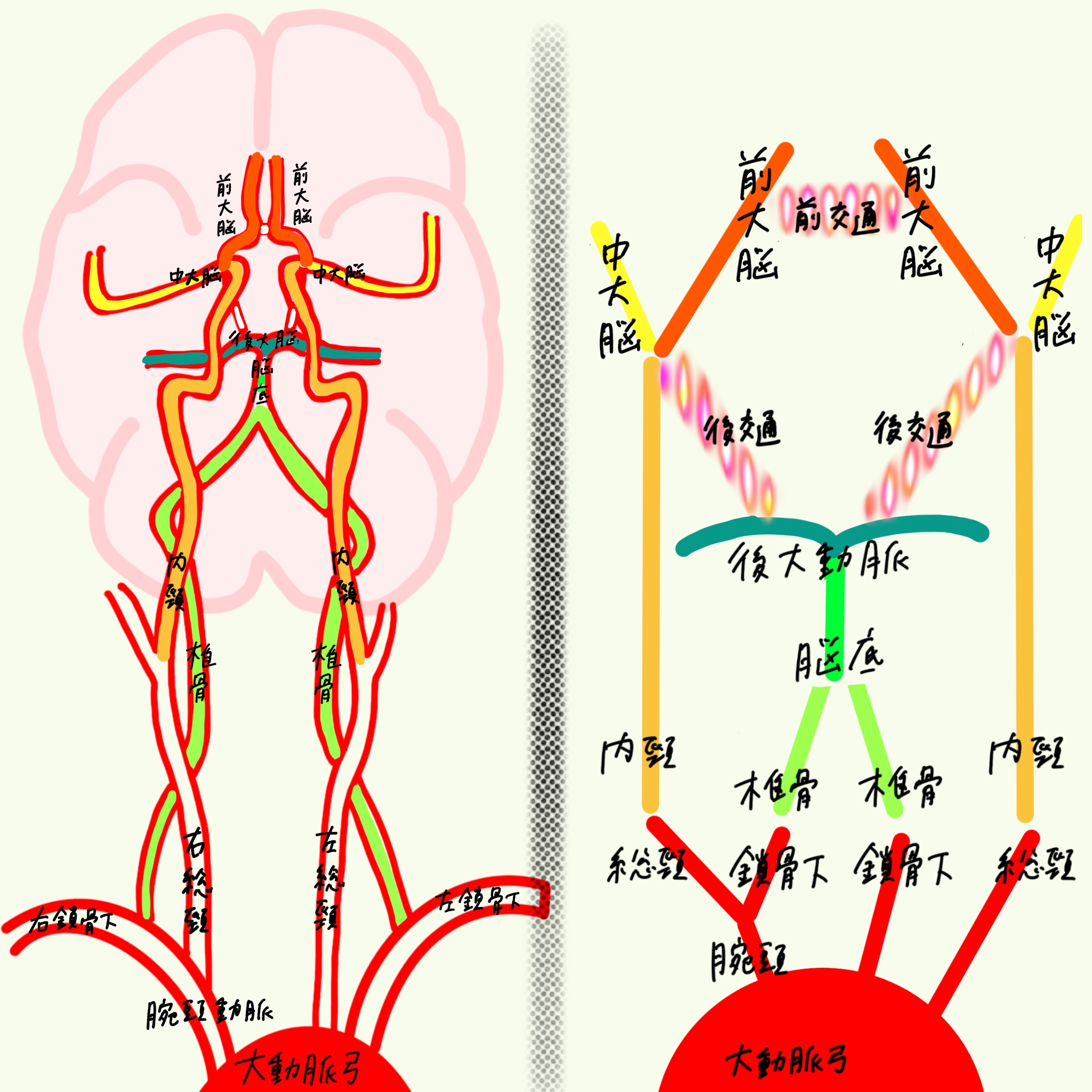 動脈 静脈の分岐 ゴロ 簡単覚え方 イラストとアニメでわかりやすく理解 解剖学