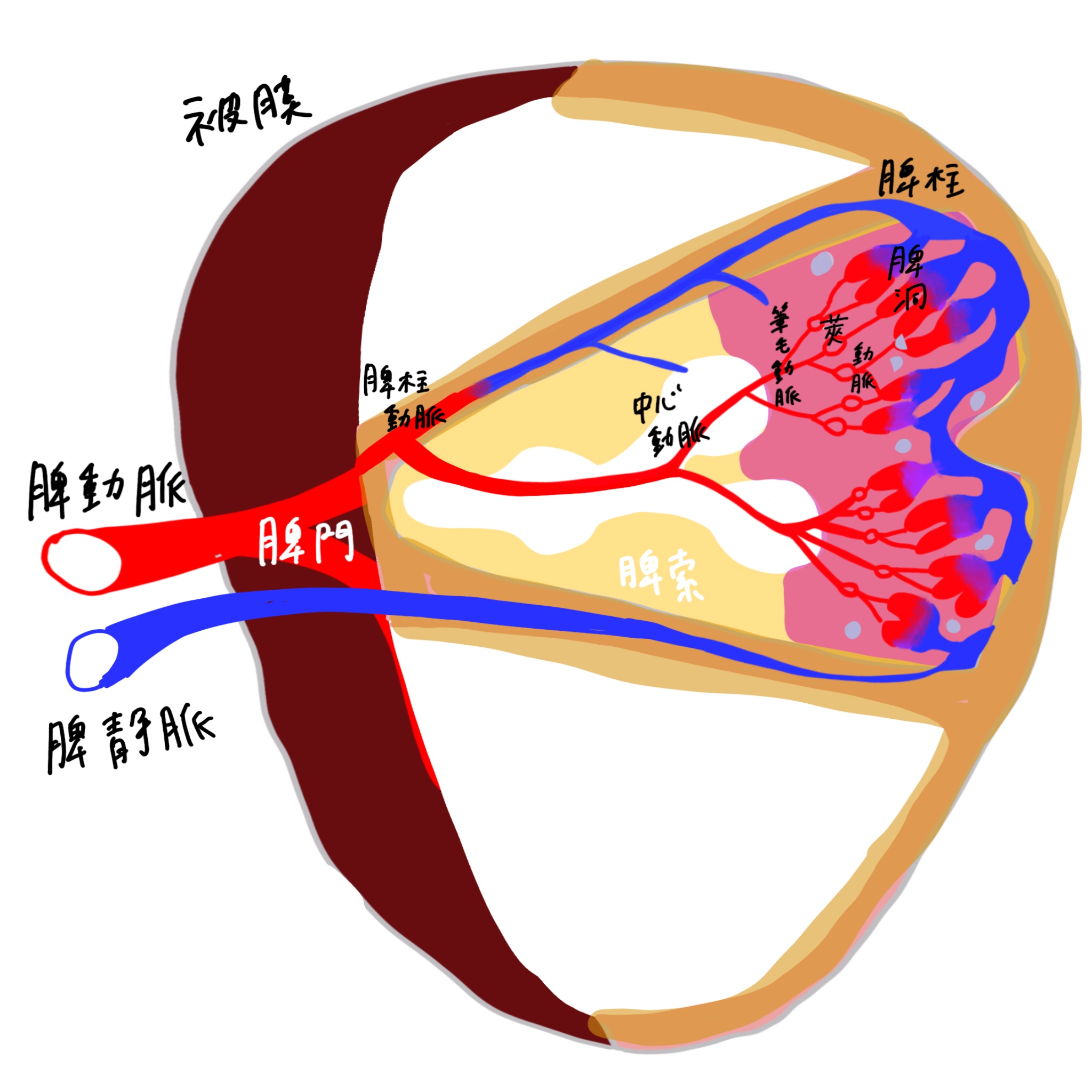 リンパ リンパ節 脾臓 胸腺 カラフル図解 簡単覚え方 図でわかりやすくアニメ化理解 解剖学