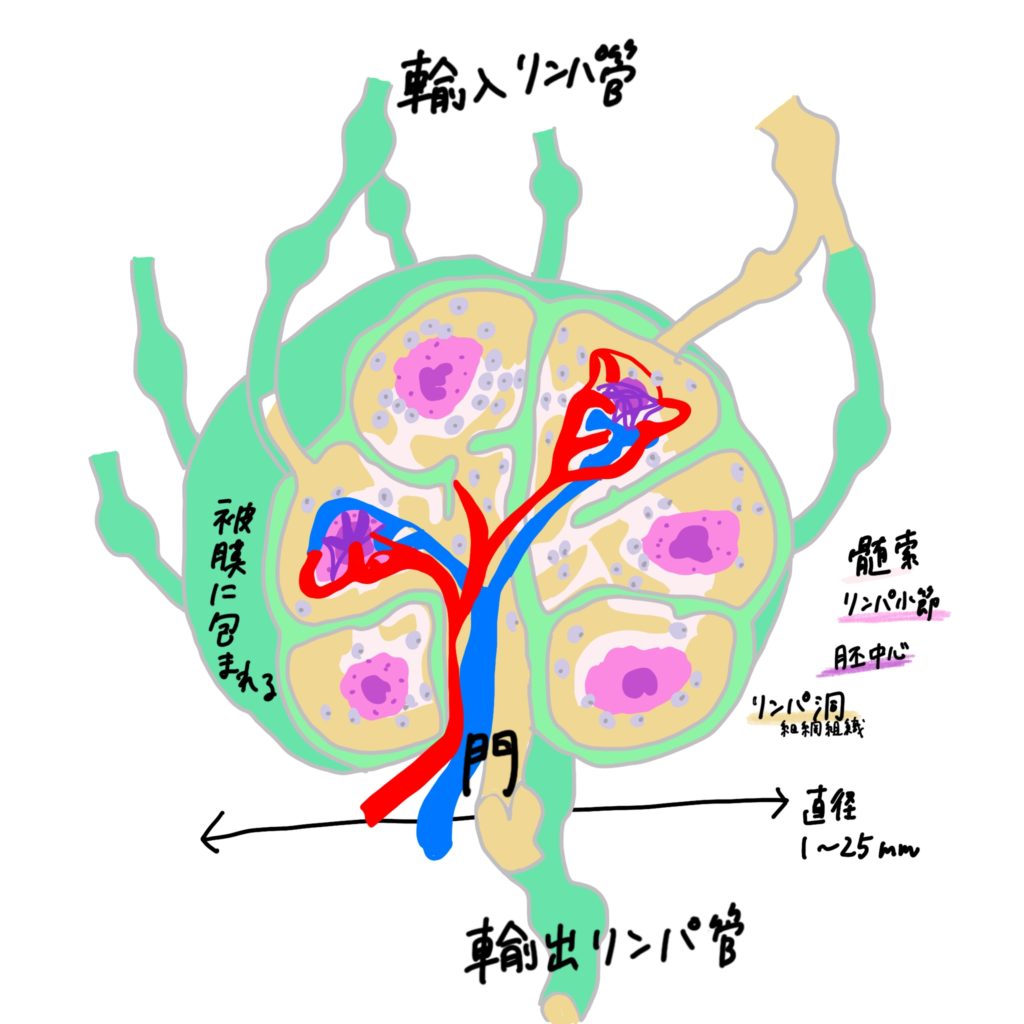 リンパ リンパ節 脾臓 胸腺 カラフル図解 簡単覚え方 図でわかりやすくアニメ化理解 解剖学