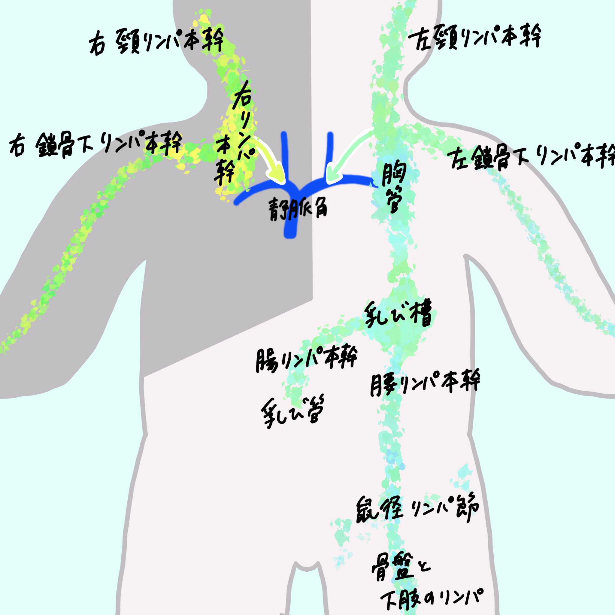 リンパ リンパ節 脾臓 胸腺 カラフル図解 簡単覚え方 図でわかりやすくアニメ化理解 解剖学