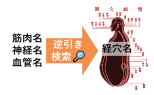 【解剖経穴一覧】経穴を筋肉名、神経名、血管名から逆引き検索!