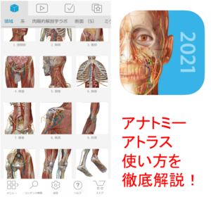 ヒューマンアナトミーアトラスアプリの基本の使い方を解説!初めての方向け