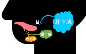 大唾液腺(耳下腺・舌下腺・顎下腺)の脳神経支配と特徴の覚え方!解剖学
