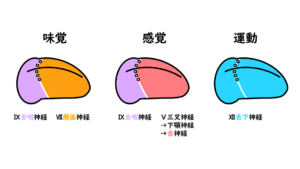 舌の脳神経支配のカンタン覚え方!舌乳頭(糸状乳頭、茸状乳頭、有郭乳頭、葉状乳頭)も