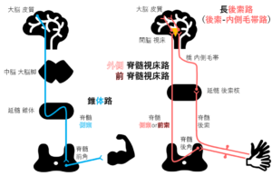 伝導路の覚え方とゴロ！錐体路、脊髄視床路、後索路を限りなくシンプルに分かりやすく図解！