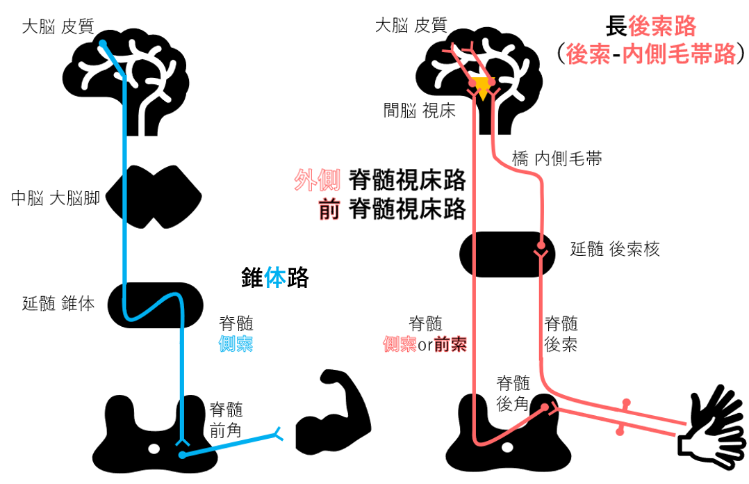 内側毛帯