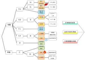 神経線維と感覚受容器の覚え方とゴロ合わせ！Ⅰa·Ⅱb·Ⅲ·Ⅳ群線維やAα·Aβ·Aγ·Aδ·B·C線維を分かりやすく